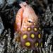 Ophichthus polyophthalmus - Photo (c) Jim Greenfield, alla rättigheter förbehållna, uppladdad av Jim Greenfield