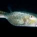 Horn-nose Boxfish - Photo (c) Jim Greenfield, all rights reserved, uploaded by Jim Greenfield