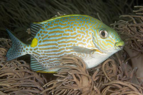 Goldlined Rabbitfish | Native Nature