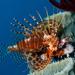 Eastern Mombasa Lionfish - Photo (c) Jim Greenfield, all rights reserved, uploaded by Jim Greenfield