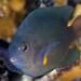 Cross's Damselfish - Photo (c) Jim Greenfield, all rights reserved, uploaded by Jim Greenfield