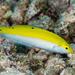 Canarytop Wrasse - Photo (c) Jim Greenfield, all rights reserved, uploaded by Jim Greenfield
