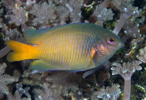 Pomacentrus grammorhynchus Fowler, 1918