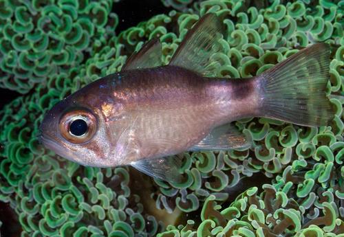 Nectamia bandanensis