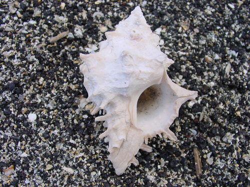 Hexaplex princeps