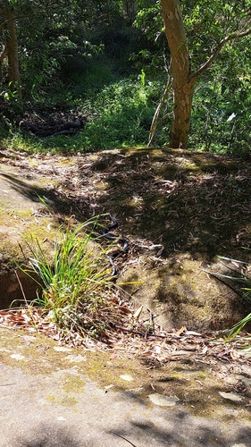 Red-bellied Black Snake sighting