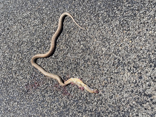 Strap-Snouted Brown Snake sighting