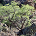 Aralia scopulorum - Photo (c) Jim Roberts, όλα τα δικαιώματα διατηρούνται, uploaded by Jim Roberts