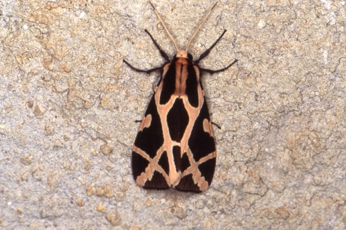 Seydelia ellioti