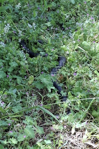 Lowlands Copperhead sighting