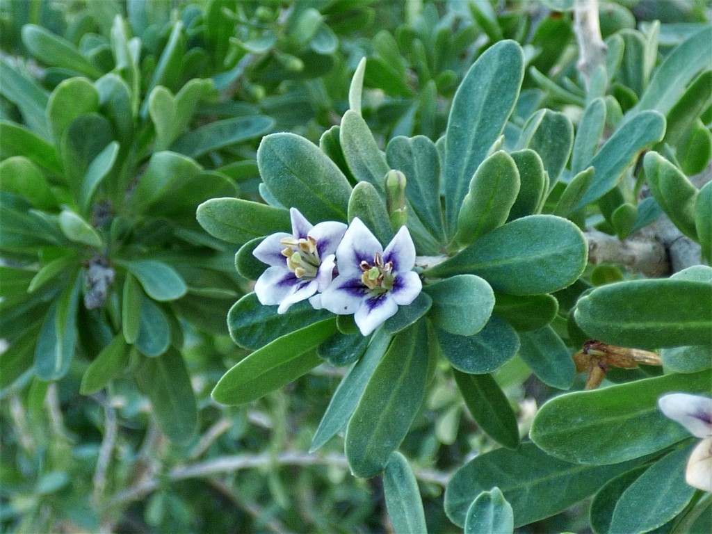 Cambronera