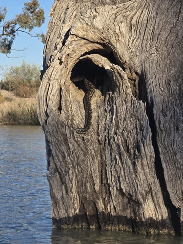 Inland Carpet Python sighting