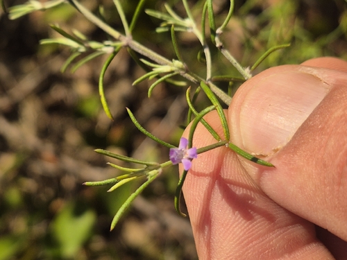 slender westringia