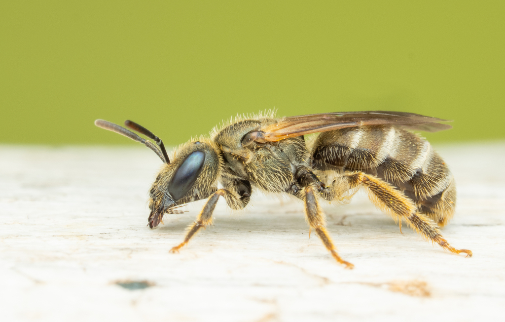 Bee Fure Bronze furrow bee from Graz-Umgebung, Österreich on July 14, 2025 at 02 ...