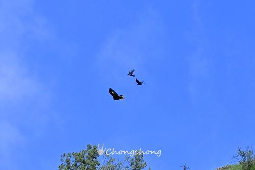 Golden Eagle