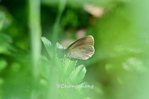 Ringlet