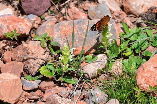 Painted Lady