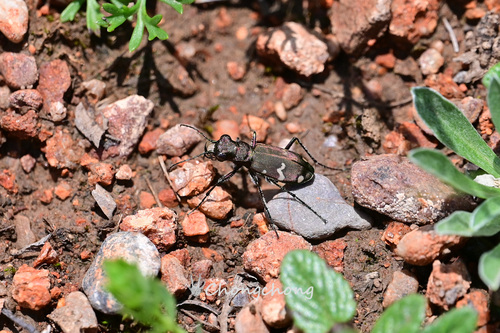 Cicindela sachalinensis kanssuensis