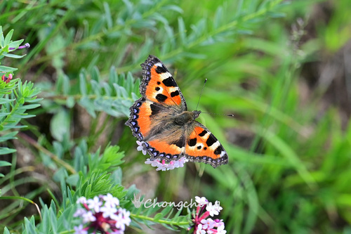 Small Tortoiseshell