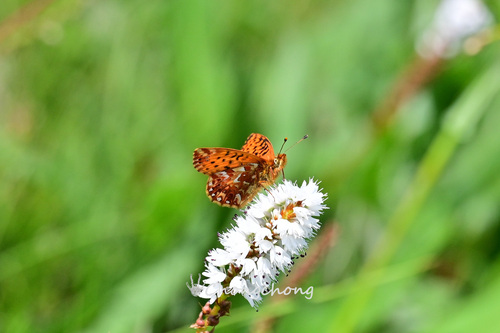 Boloria palina