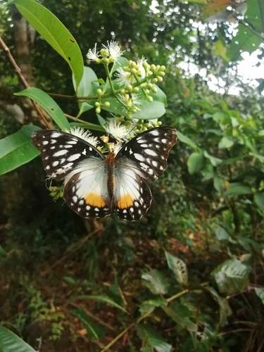 Becker's creamy yellow glider