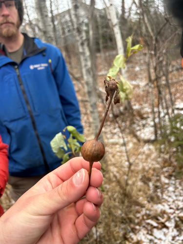 Unknown species found near Cranberry Rd, Finland, MN, US