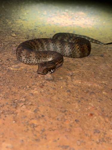 Southern Death Adder sighting