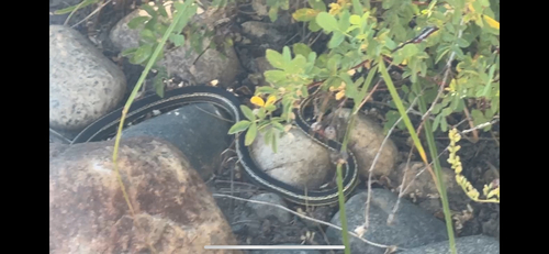 iNaturalist observation photo of Striped Whipsnake