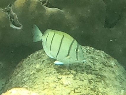 Acanthurus triostegus
