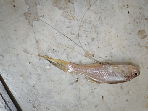Royal Threadfin