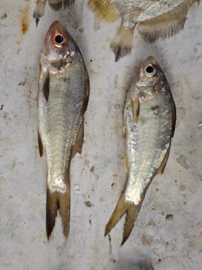 Thread Fin Bonefish Lesser African Threadfin in November 2025 by Maarten Vanhove · iNaturalist