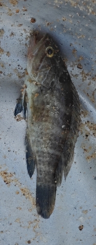 White Grouper