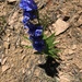Brandegee's Penstemon - Photo (c) Jared Shorma, all rights reserved, uploaded by Jared Shorma