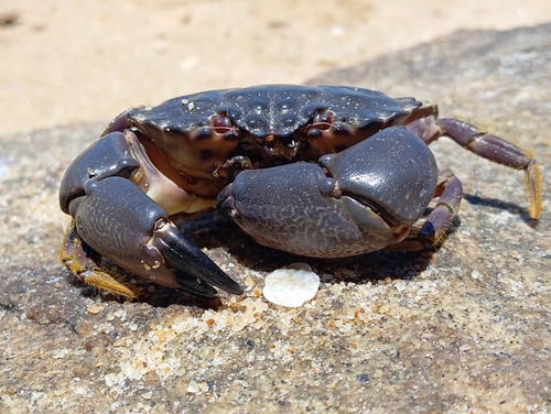 Menippe nodifrons Stimpson, 1859