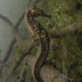 Observation photo