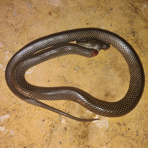 Golden Liophis