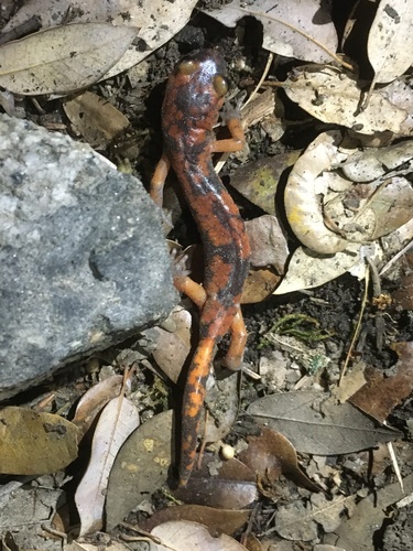 iNaturalist observation photo of Sierra Nevada Ensatina