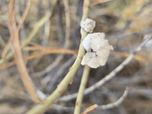 Unknown species found near Littleton, CO 80125, USA
