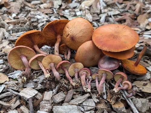 Gymnopilus luteofolius (Peck) Singer