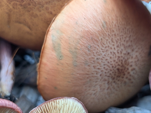 Yellow-gilled Gymnopilus