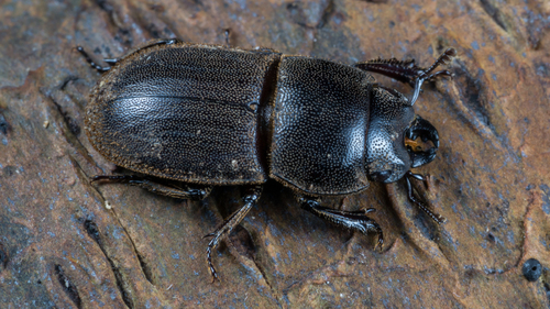 Paralissotes oconnori