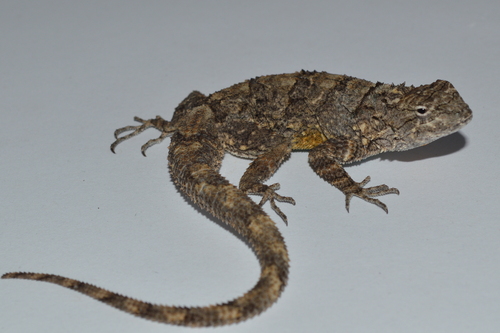 Tropical tree lizard