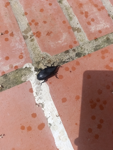 Dynamis borassi