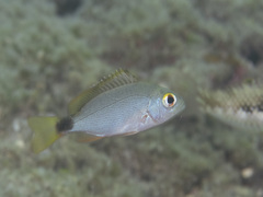 Humpback Snapper