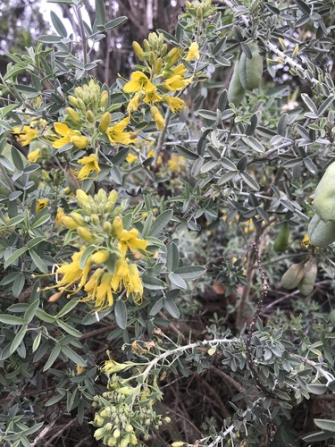 iNaturalist observation photo of Bladderpod