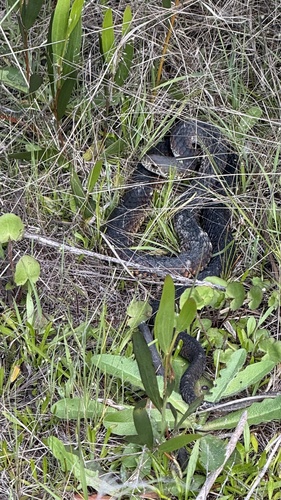Lowlands Copperhead sighting