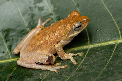 Chiromantis nongkhorensis (Cochran, 1927)