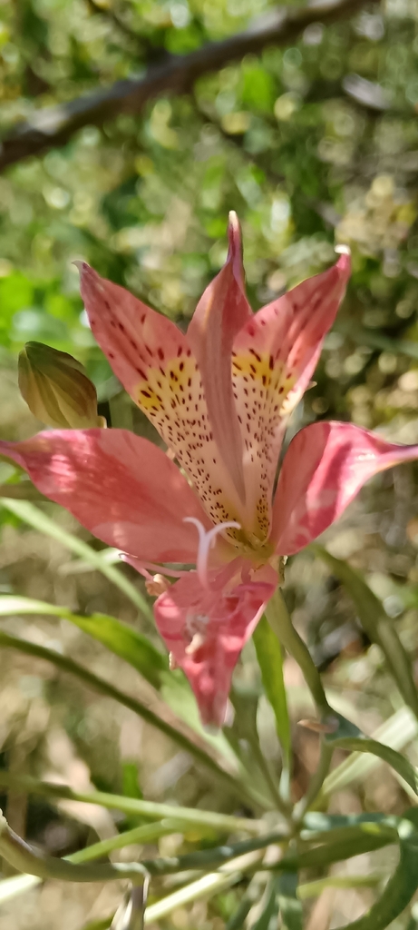 Alstroemeria