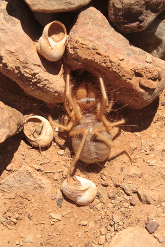 Galeodes olivieri · iNaturalist