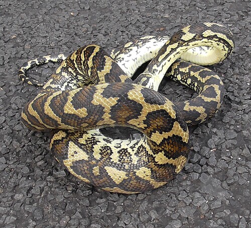 Coastal Carpet Python sighting